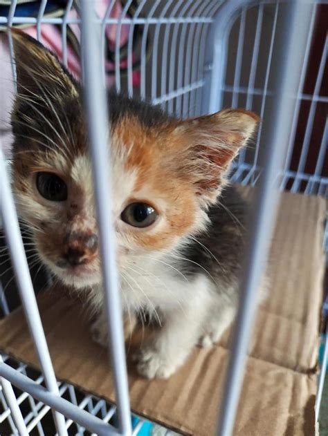 養小動物